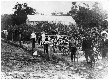 Negative - Photograph, Experimental plots, Eltham State School, 1908