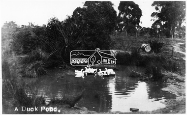 Photograph, Tom Prior, A Duck Pond, c.1900