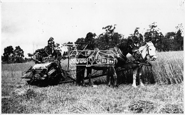 Photograph, Harvesting Oats
