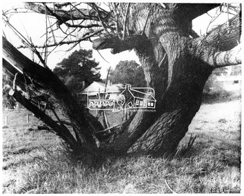 Negative - Photograph, George W. Bell, Gahan house, Main Road, Eltham, c.1964