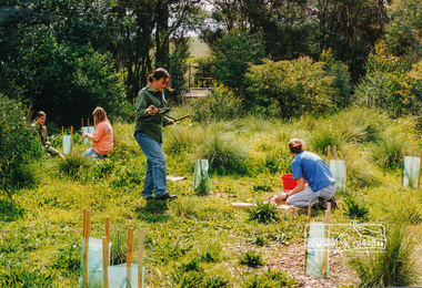 Photograph, Tree Planting, secondary school students, Fergusons Paddock, Hurstbridge, c.1999, 1999c