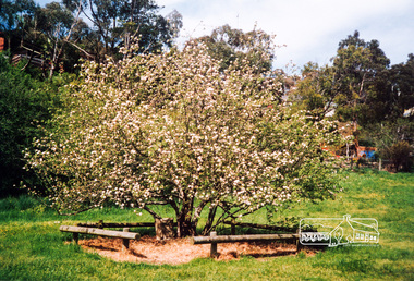 Photograph, The Batman Tree; heirloom apple tree purchased by John Batman and planted by Mr Frederick Flintoff in 1838 in the orchard of Mr Bosch, near Greensborough, now a small river flat near the Maroondah aqueduct crossing, Plenty River Walk, Greensborough, c.1989, 1989c