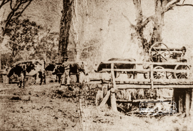 Photograph, Steam engine being hauled by bullock team, possibly over the Plenty River Bridge, Main Street, Greensborough, c.1870, 1870c