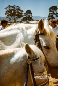 Photograph, Whittlesea Show, 1985, 1985