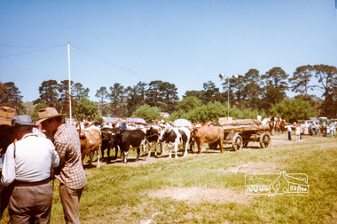 Photograph, Bullock team, Whittlesea Show, 1985