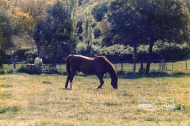 Photograph, Shire of Eltham, 1985, 1985