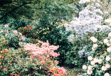 Photograph, M. North, Azaleas in "The Singing Garden", previous home of C.J. Dennis, Toolangi, 26 October 1986, 26/10/1986
