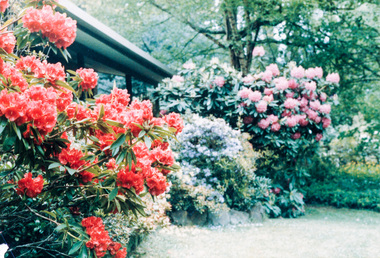 Photograph, M. North, Rhododendrons in "The Singing Garden", previous home of C.J. Dennis, Toolangi, 26 October 1986, 26/10/1986