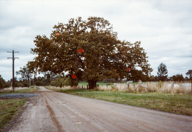 Photograph, Donaldson Oak, Donaldson Road, Kangaroo Ground, 1986, 1986