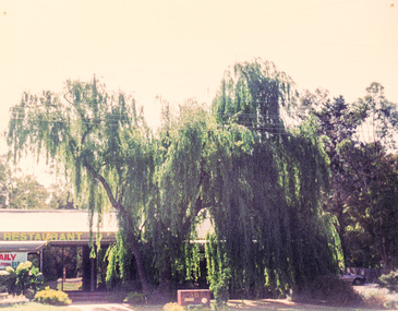 Photograph, Yings Chinese Restaurant, 561 Main Road, Eltham, c.1990, 1990c