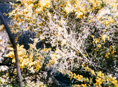 Photograph, Doug Orford, Aboriginal waterholes at Maryborough, Spring Excursion to Maryborough, 27 September 1992, 27/09/1992