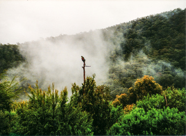 Photograph, Spring Excursion, Exploring the Upper Yarra, 22 October 1995, 22/10/1995