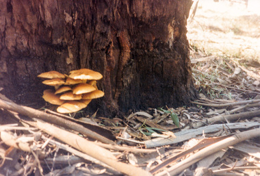 Photograph, At Jingalong, 110 Ryans Road, Eltham, 1990, 1990