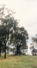 Photograph, She-oaks at Yan Yean Reservoir, 1989