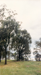 Photograph, She-oaks at Yan Yean Reservoir, 1989, 1989