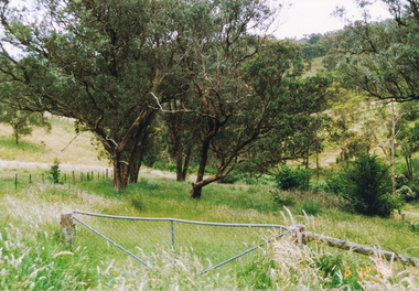 Photograph, Unopened section, Ness Lane, Kangaroo Ground, 6 December 1992, 06/12/1992