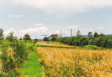 Photograph, Widened road reserve, Henley Road, Kangaroo Ground, 6 December 1992, 06/12/1992