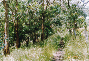 Photograph, Track along unopened section of Kings Road, Kangaroo Ground, 6 December 1992, 06/12/1992
