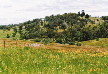 Photograph, Unopened section of Kings Road south from Glenvern Road, Panton Hill, 6 December 1992, 06/12/1992