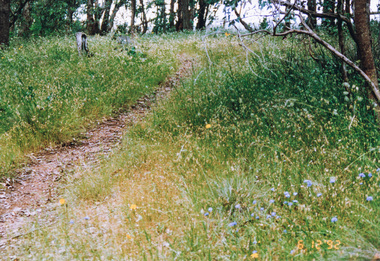 Photograph, Track along Glenvern Road, Panton Hill, 6 December 1992, 06/12/1992