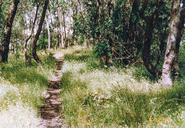 Photograph, Track along Cracknells Road, Panton Hill, 6 December 1992, 06/12/1992