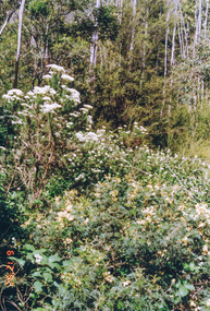 Photograph, Thick bush along unopened Government Road off Motschalls Road, Panton Hill, 6 December 1992, 06/12/1992