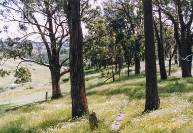 Photograph, Near Clintons Road, Panton Hill, 6 December 1992, 06/12/1992