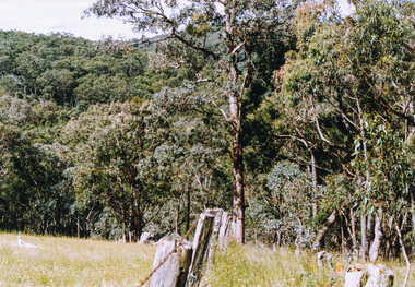 Photograph, Happy Valley bushland from Rob Roy Road, Panton Hill, 6 December 1992, 06/12/1992