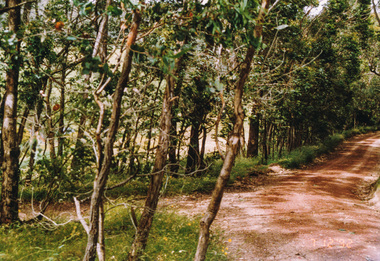 Photograph, Track to Rifle Range Road off Fox Road, Smiths Gully, 7 December 1992, 07/12/1992