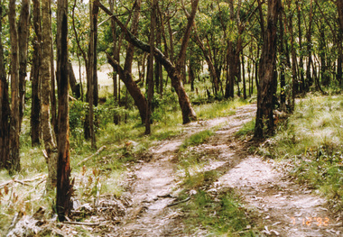 Photograph, Rifle Range Road Track near Buttermans Track, St Andrews, 7 December 1992, 07/12/1992
