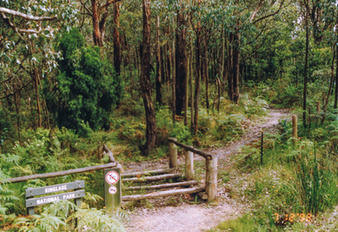 Photograph, Southern end of Cooksons Hill Track, Kinglake, 7 December 1992, 07/12/1992