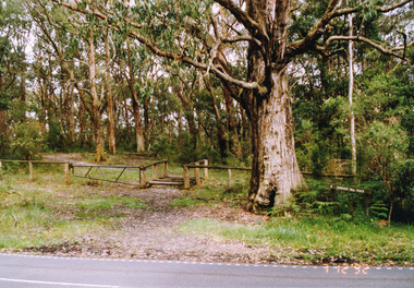 Photograph, Northern end of Cooksons Hill Track, Kinglake, 7 December 1992, 07/12/1992