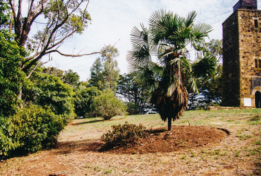 Photograph, Windmill Palm, Kangaroo Ground Tower, 1998