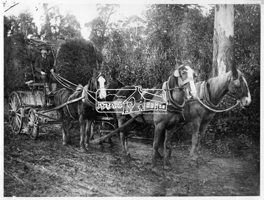 Photograph, W.G. Gray with trees from Kinglake, 1918c
