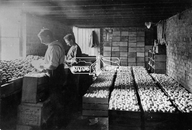 Photograph, Packing apples at Hurstbridge