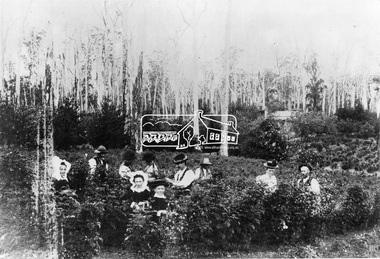 Photograph, Mr. Harry Thomson, "The Oaks", Kinglake, Raspberry Garden