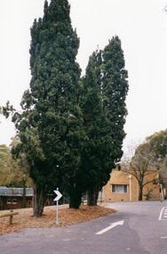 Photograph, Margaret Ball, Shillinglaw trees, site of former Shire of Eltham offices and prior to that the original site for Shillinglaw Cottage, 895 Main Road, Eltham, 1999