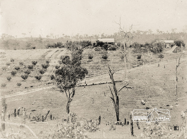 Photograph postcard, On the land, Panton Hill, Vic; postcard dated 13 March 1907