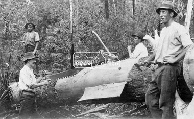 Photograph, Cutting timber for Browns Mill, Kinglake District