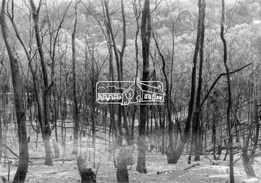 Negative - Photograph, Eltham - Laughing Waters area, 1965