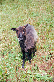 Photograph, Edendale Farm, 17/12/1993