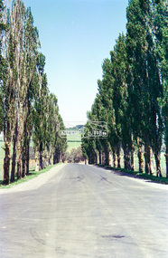 Negative - Photograph, Hillview Court, Kangaroo Ground, looking east from end of street, 1998c