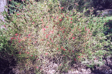 Photograph, Grevillea bush, Peter Street, Eltham, 1998, 1998