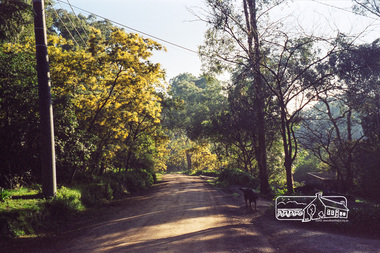 Photograph, Looking north along Peter Street, Eltham, c.July 1998, 1998