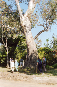 Photograph, Large River Red Gum, Stawell Road, Lower Plenty; Autumn Excursion to Lower Plenty area, 18 April 1998, 18/04/1998