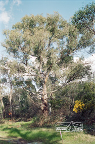 Photograph, Rennard property, Karingal Drive, Briar Hill, 16 July 1993, 16/07/1993