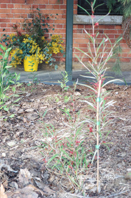 Photograph, Grevillea planted in commemoration of the opening of the Local History Centre, 728 Main Road, Eltham, 12 July 1998, 12/07/1998