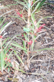 Photograph, Grevillea planted in commemoration of the opening of the Local History Centre, 728 Main Road, Eltham, 12 July 1998, 12/07/1998