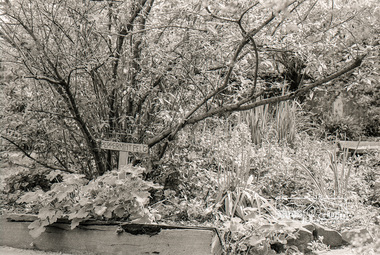 Photograph, Garden, Eltham Living and Learning Centre, October 1988, 1988