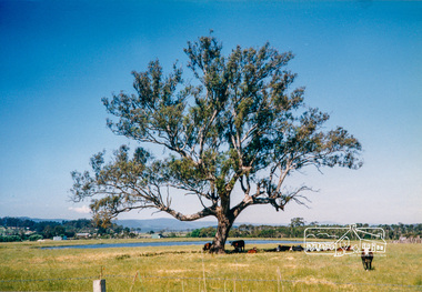 Photograph, Yan Yean, 1987, 1987